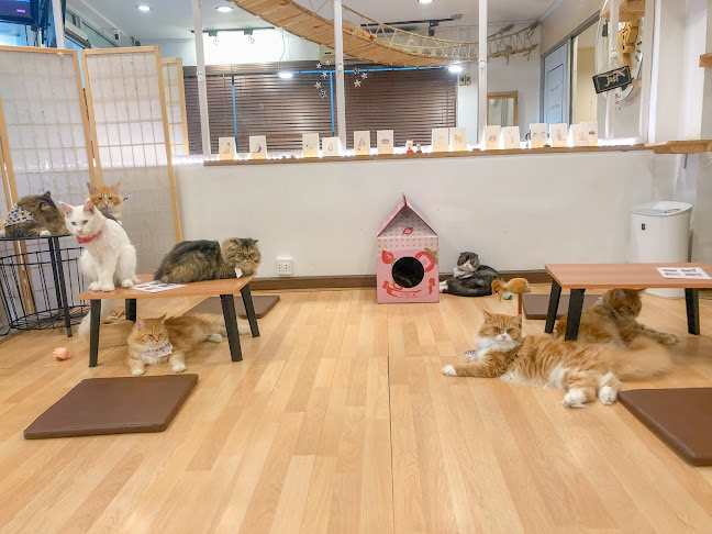 คาเฟ่แมวCat is - การบริการอาหารและที่พัก