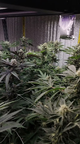 ทรัพย์เพิ่มพูน420 World of Cannabisและร้านขายของชำ - การบริการอาหารและที่พัก