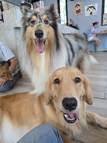 Dog Club Pattaya - อำเภอบางละมุง