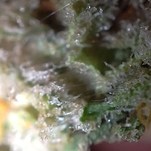 Opinii despre ทรัพย์เพิ่มพูน420 World of Cannabisและร้านขายของชำ în เมือง - การบริการอาหารและที่พัก