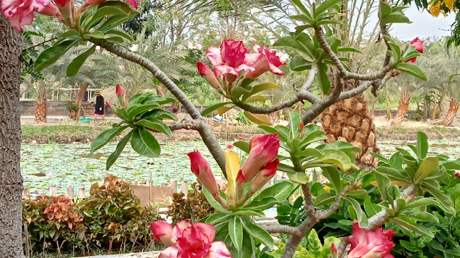 Comentarii opinii despre ร้านกาแฟอิงสวน ณ บางพลี คาเฟ่ในสวนสวยริมบ่อบัว