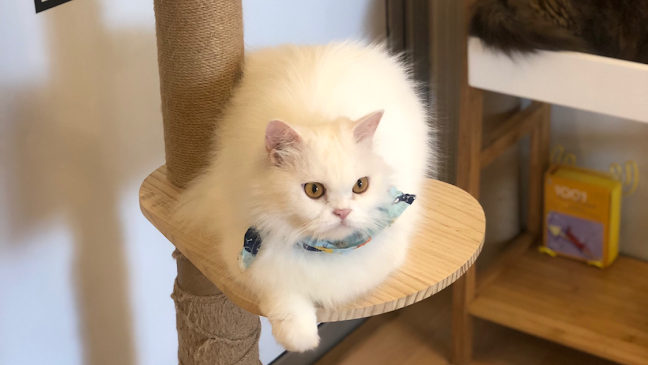 คาเฟ่แมวCat is - อำเภอบางละมุง