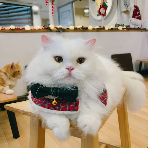 คาเฟ่แมวCat is - การบริการอาหารและที่พัก