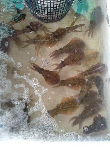 ร้านอาหารทะเล หมึกซาซิมิ@ซีฟู๊ด - การบริการอาหารและที่พัก