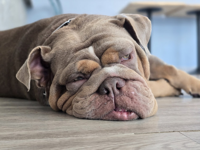 Dog Club Pattaya - การบริการอาหารและที่พัก