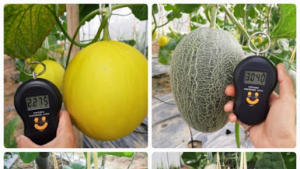 สวนศศิรัตน์มัลเบอร์รี่-เมล่อน ตรัง