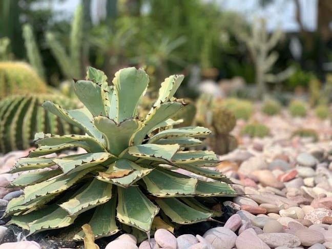 Comentarii opinii despre Le Petit Jardin