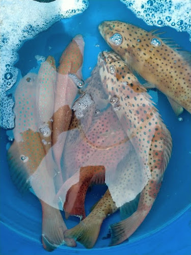 ร้านอาหารทะเล หมึกซาซิมิ@ซีฟู๊ด - อำเภอศรีราชา