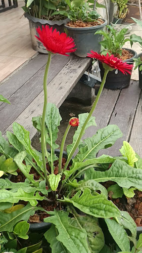 Comentarii opinii despre Madre Pasta Box@Rawai