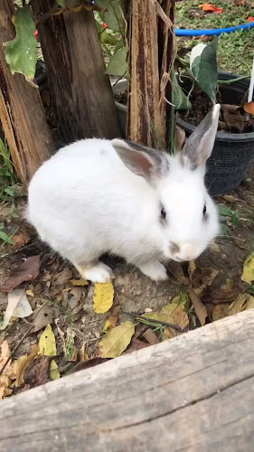 Oxygen - อำเภอเมืองสุโขทัย