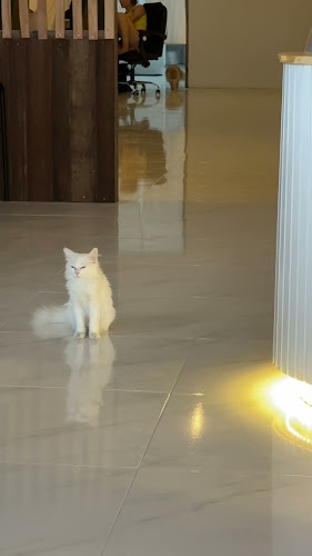 Cat Cafe by Cafe Meow Samui