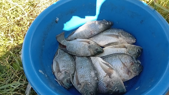 บ้านหนองโจด ตำบล ไฮหย่อง อำเภอ พังโคน สกลนคร 47160