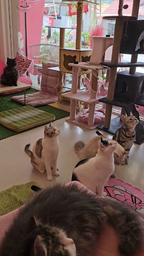 Opinii despre Neko Cat Cafe în Phuket - การบริการอาหารและที่พัก