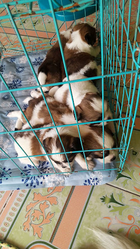 LIMMIE COFFEE บ้านสุชญา ธรรมรักษ์เจริญ - การบริการอาหารและที่พัก