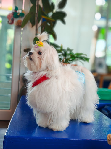 Lang Baan (หลังบ้าน) Dog Cafe & Pet Friendly - อำเภอปากเกร็ด