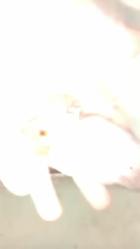 Opinii despre ฟาร์มปลาหมอสี กระทุ่มแบน Nong91 Crossbreed în อำเภอกระทุ่มแบน - การบริการอาหารและที่พัก