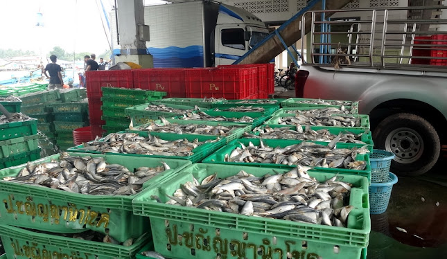 ท่าเทียบเรือประมงสุราษฎร์ธานี - อำเภอเมืองสุราษฎร์ธานี