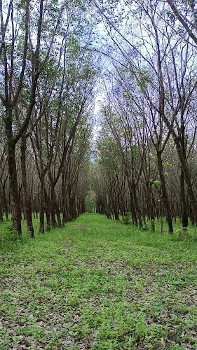 Gomunoki•Slow Bar - อำเภอเมืองภูเก็ต