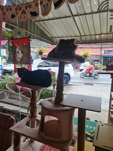 Comentarii opinii despre Neko Cat Cafe