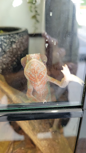 Comentarii opinii despre Tang Toh