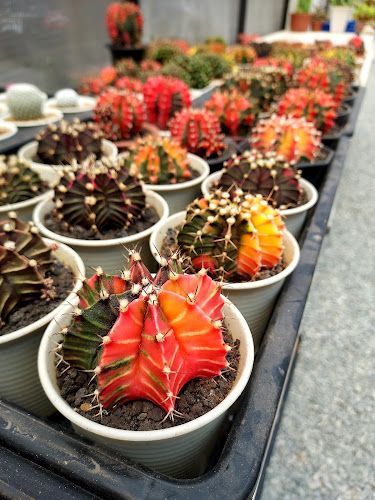 ดาวอาหารเจ - อำเภอเมืองจันทบุรี