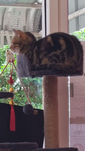 Neko Cat Cafe - Phuket