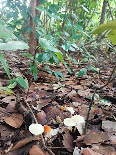 Comentarii opinii despre KaribuKoff Ubon