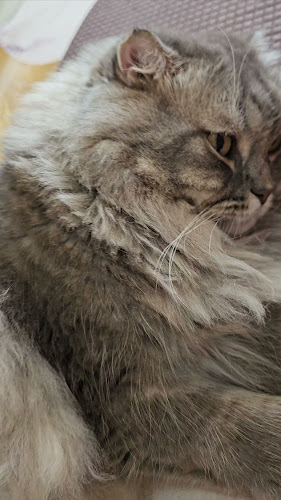 Opinii despre Cat cafe By Prosper. în อำเภอเมืองนครปฐม - การบริการอาหารและที่พัก