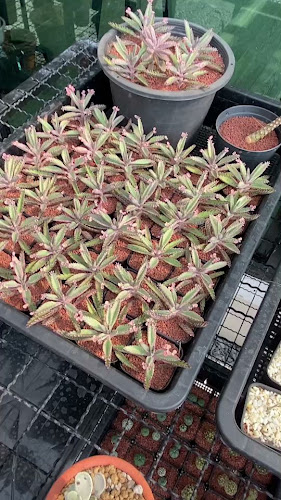 Cac & Cup - การบริการอาหารและที่พัก