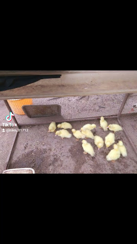 99 9 ตำบลดอนทอง อำเภอเมืองพิษณุโลก พิษณุโลก 65000