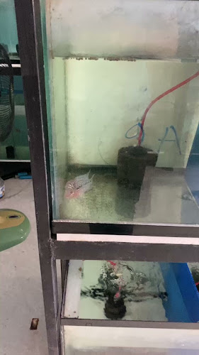 ฟาร์มปลาหมอสี กระทุ่มแบน Nong91 Crossbreed - การบริการอาหารและที่พัก