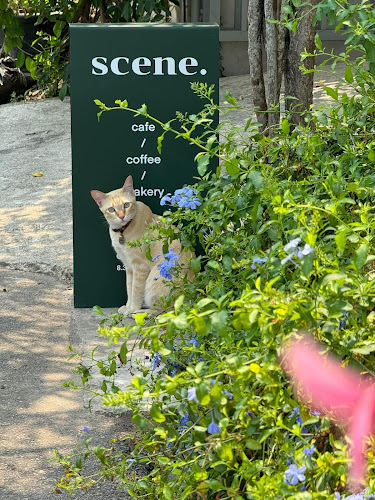 scene café - เมือง