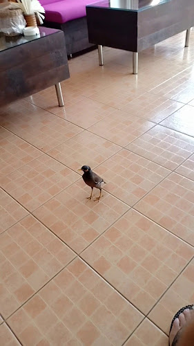 Comentarii opinii despre Italian Job Coffee