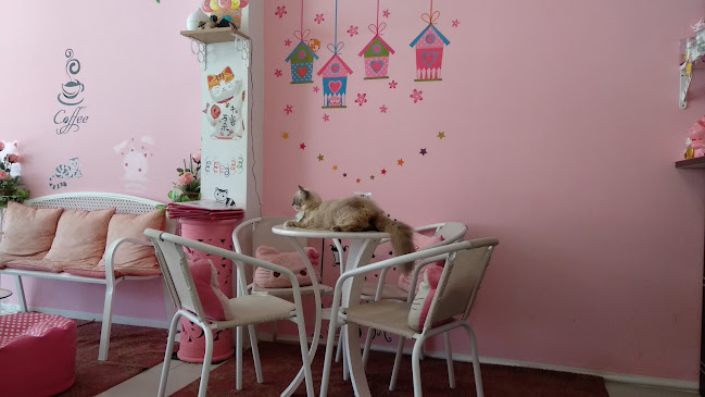 Neko Cat Cafe - การบริการอาหารและที่พัก