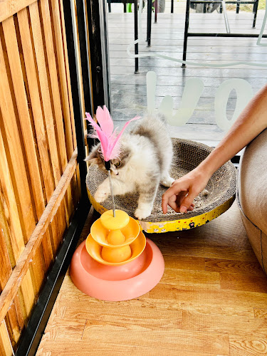 Cat Cafe by Cafe Meow Samui - การบริการอาหารและที่พัก