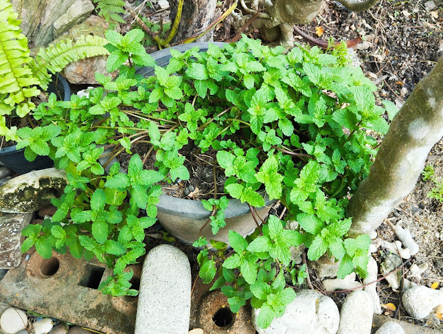 Opinii despre บ้านเล็กๆในซอยลึกลับ Hidden Gem în อำเภอเมืองจันทบุรี - การบริการอาหารและที่พัก