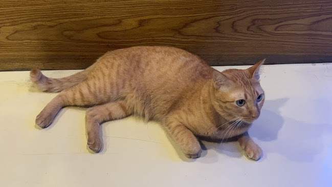 Comentarii opinii despre Kalasino กาลาสิโน-ปิ้งย่าง จิ้มจุ่ม โคขุนโพนยางคำ เบียร์วุ้น สาขาพัทยา