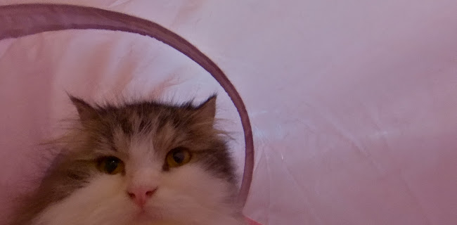 Comentarii opinii despre Neko Cat Cafe