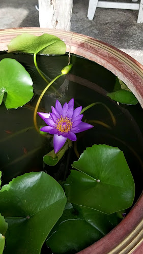 ศูนย์รวมอาหารอิสลามแยกทางรถไฟ พัทยา - อำเภอบางละมุง