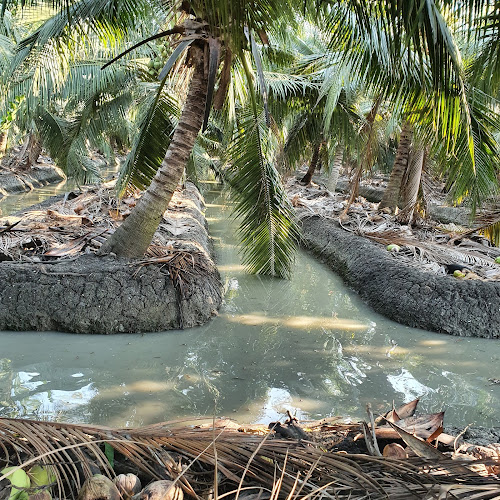 มะพร้าวน้ำหอมพัทยา - อำเภอบางละมุง