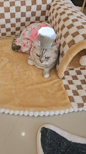 Cat cafe By Prosper. - การบริการอาหารและที่พัก