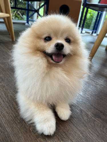 Comentarii opinii despre Lang Baan (หลังบ้าน) Dog Cafe & Pet Friendly