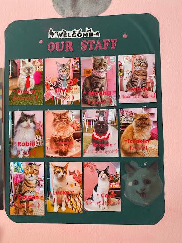 Neko Cat Cafe - Phuket