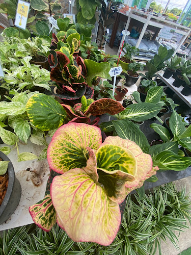 Comentarii opinii despre Ma Cheminee tree & coffee house