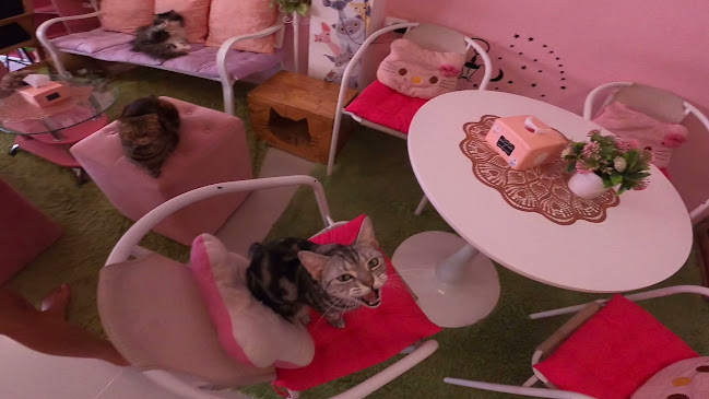 Neko Cat Cafe