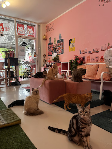 Neko Cat Cafe - การบริการอาหารและที่พัก