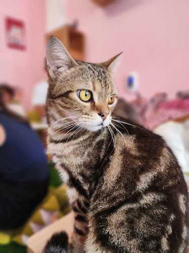 Comentarii opinii despre Neko Cat Cafe