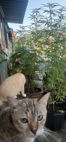 Comentarii opinii despre อาซิ้ม ก๋วยเตี๋ยวหมูโบราณ หมูต้มยำรสจี้ดจ๊าด หมูน้ำตกรสเด็ด