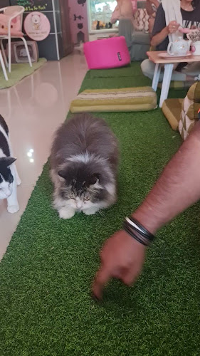 Comentarii opinii despre Neko Cat Cafe