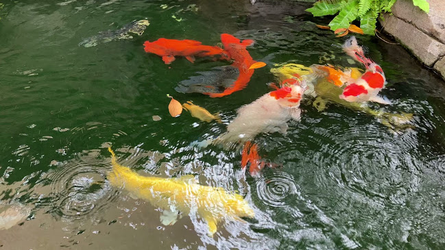 Comentarii opinii despre Tang Toh